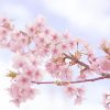 春のおすすめドレス｜桜柄ワンピース10選